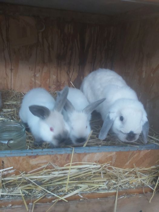 Продаются кролики крольчата куен болалари  онаси билан.