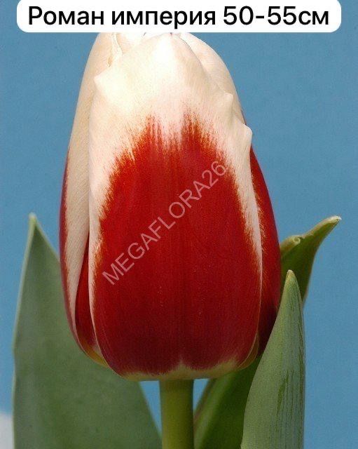 Продаем тюльпаны!!!