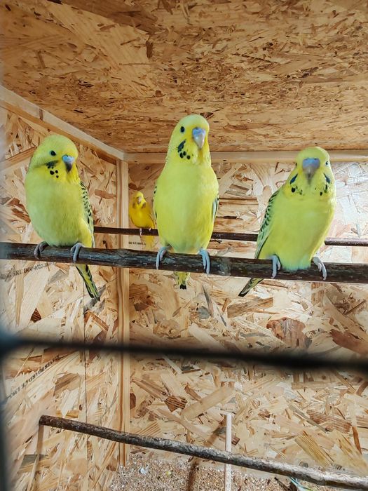 Papagali peruși pui și maturi