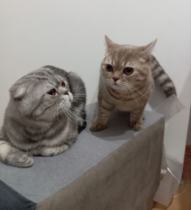 Продам британских котят.
