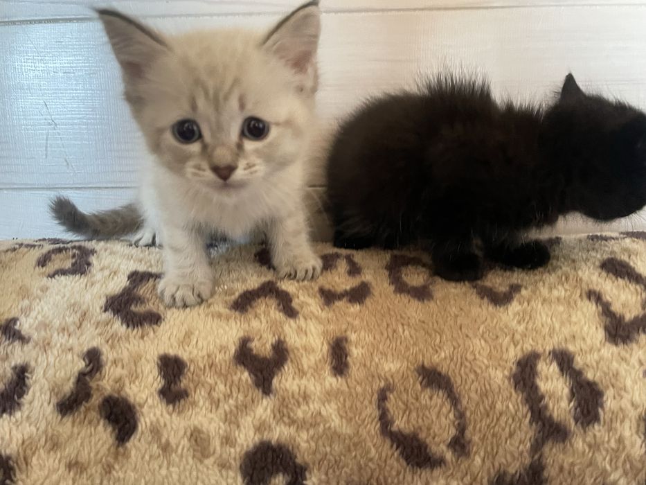 Отдам котят бесплатно