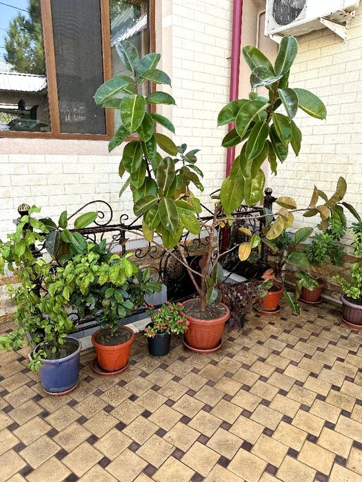 Натуральные домашние цветы