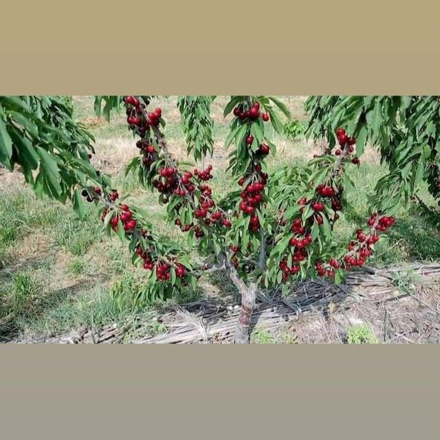 Барча турдаги  Мевали кучатлар арзон ва сифатли