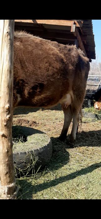 Срочно бызаулы сиыр сатылады