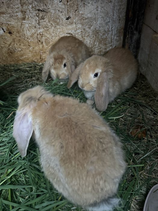 Disponibili iepurasi!!