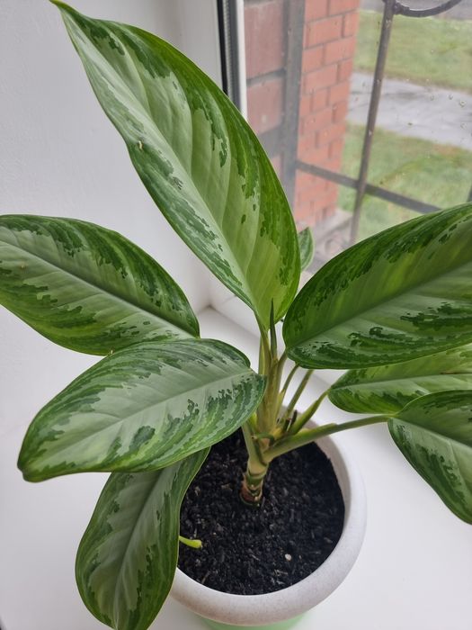 Аглаонема Сильвер Бей
