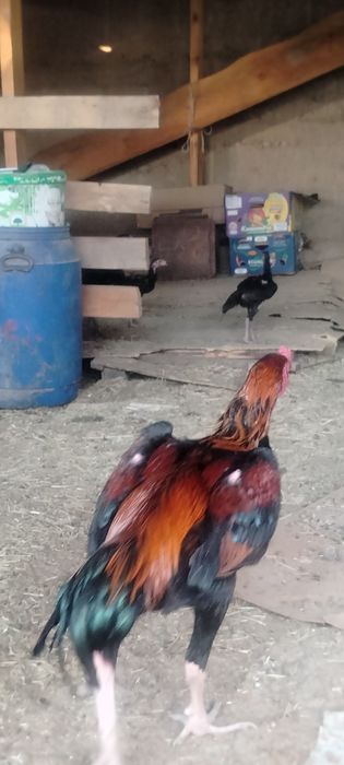 Продаётся дакан бойцовые петухи