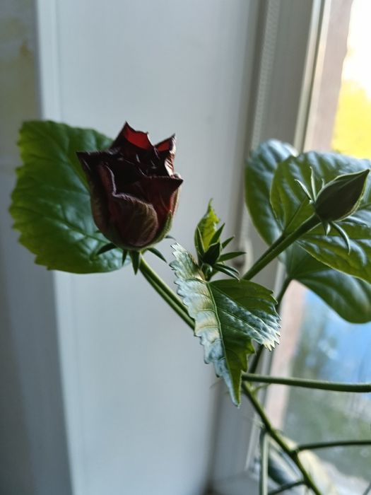 Продам китайскую розу.