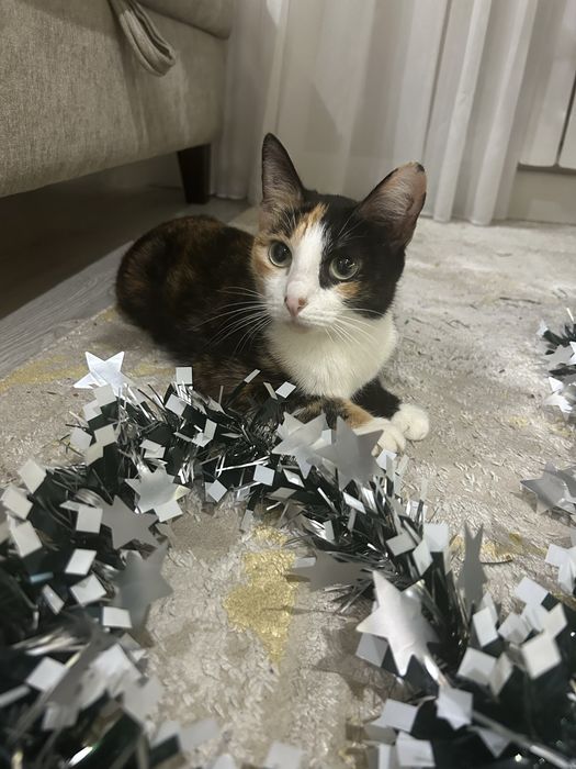Отдам кошку в хорошие руки
