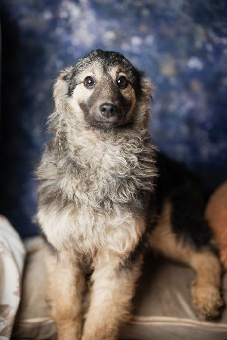 Щенки мальчики и девочки