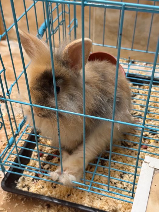 Декоративный кролик