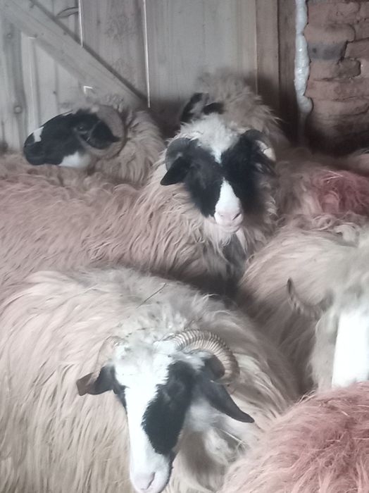 Vând berbecuț sau schimb