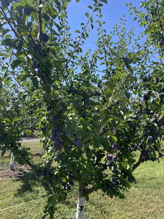 Vand prune Tuleu Gras pt compot