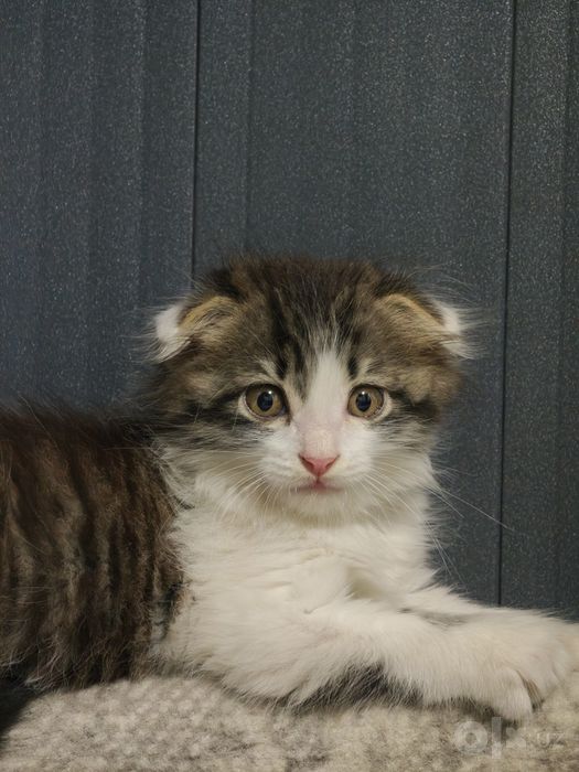 Мушукча зоти скотиш фолд