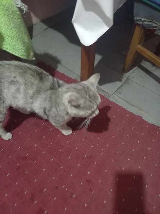 Отдам  бесплатно кота