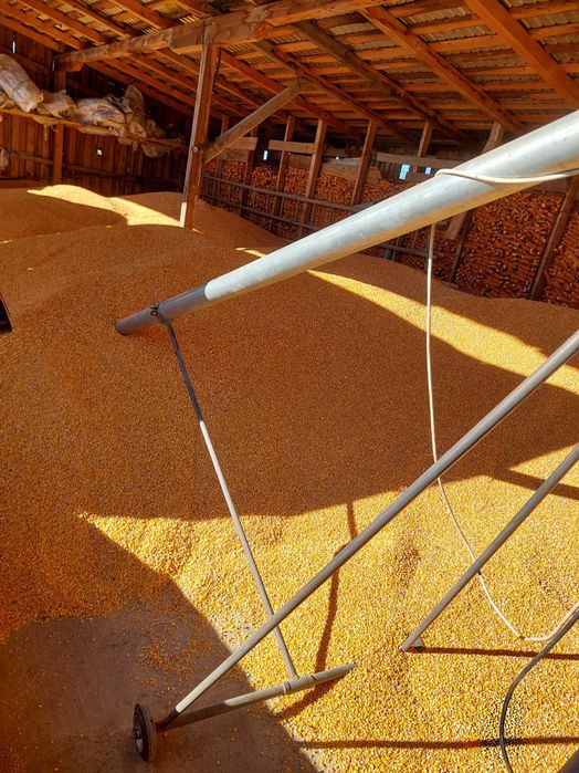 Vand porumb de faina 9590 productia 2025