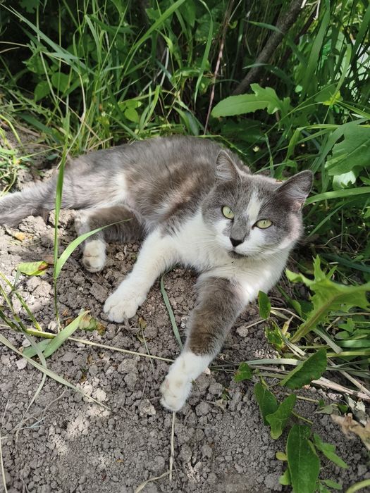 Котята крысыловка.