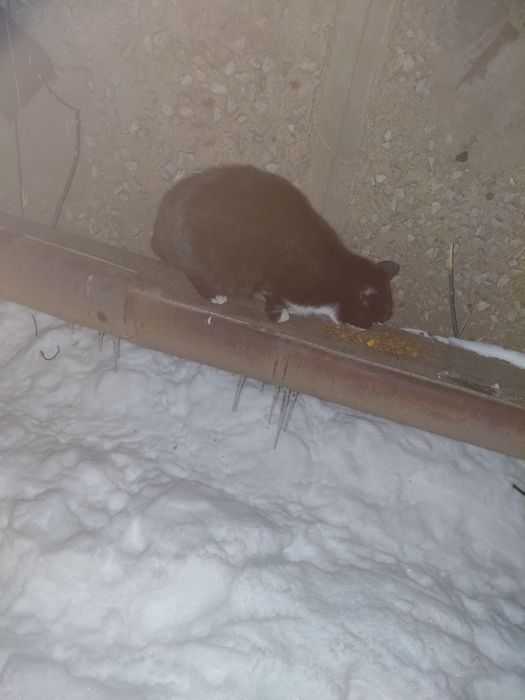 Кошечка ищет дом. Юго Восток.