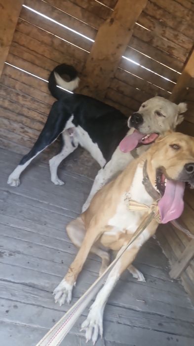 Сабаки девочки тобет