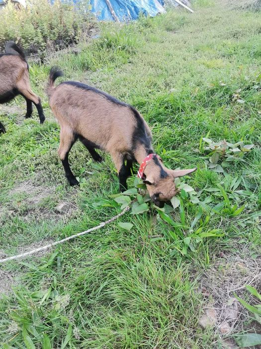 Vând 2 capre, un țap și 2 iezi ,alpini francezi