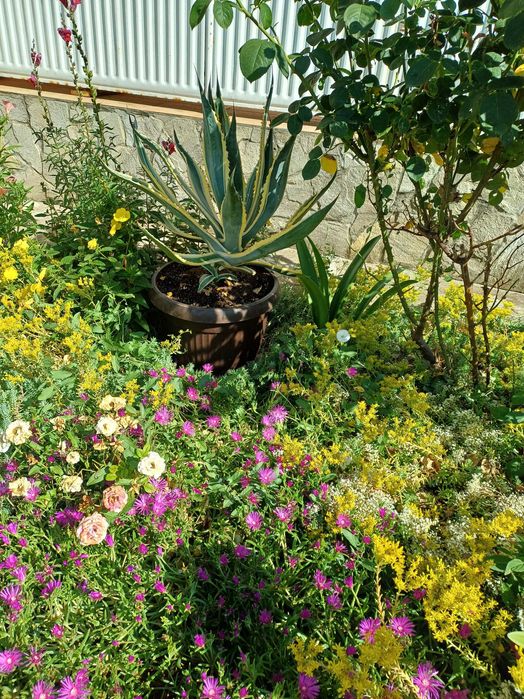 Агаве в идеално състояние