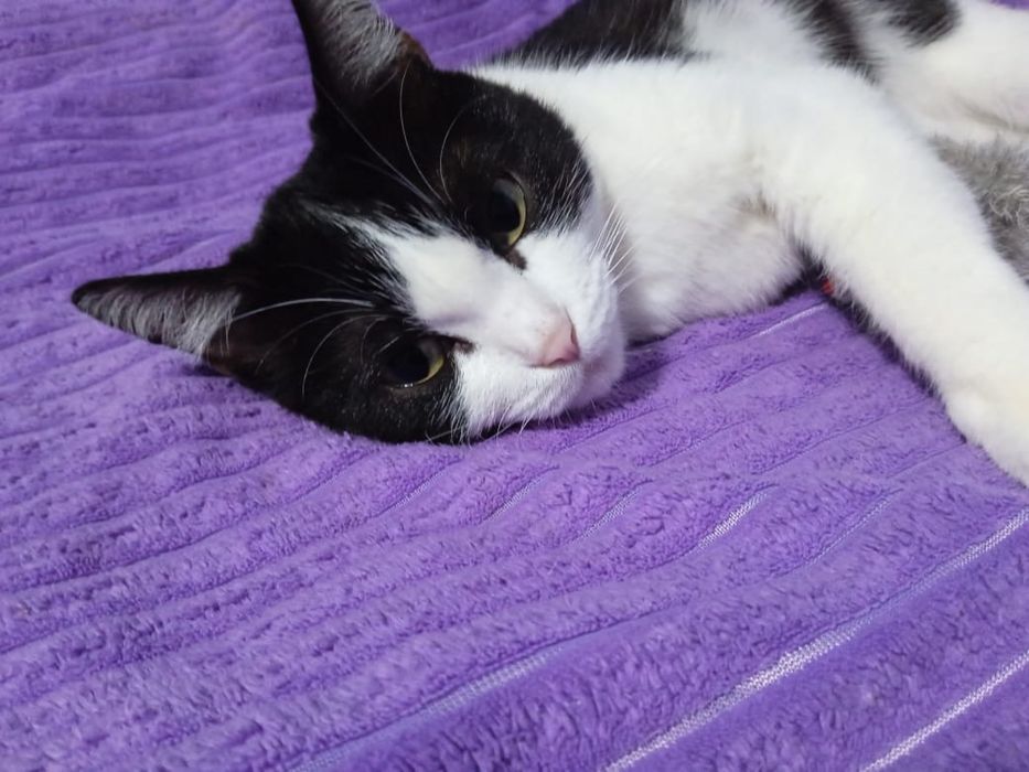 Отдам в добрые руки кота!