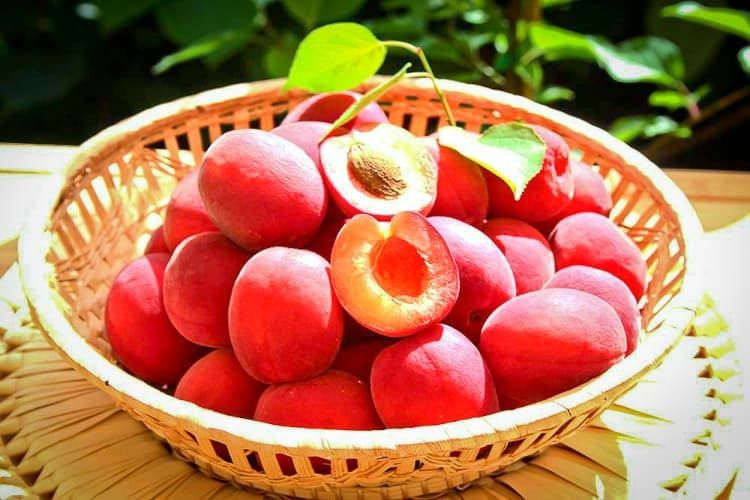 Cais (Cireașa Sunrosso ) la ghiveci