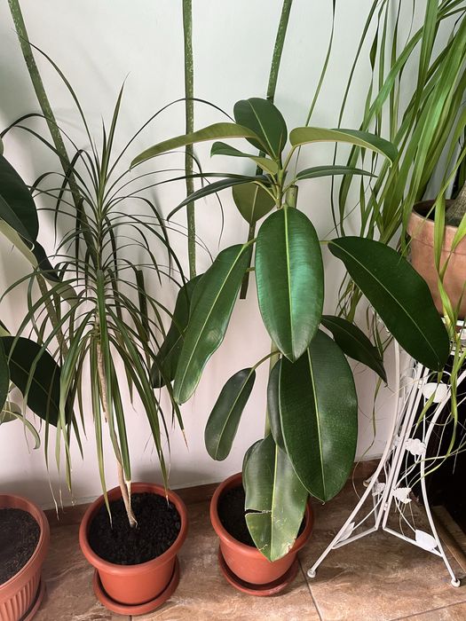 Ficus natural, inaltimea 130 cm