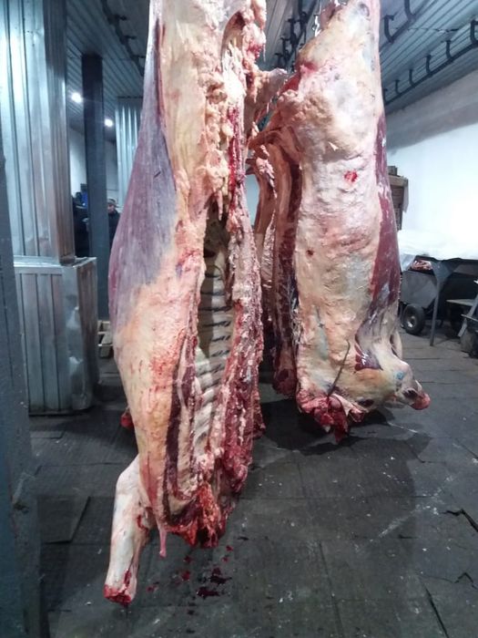 Мясо говядины конины тушами