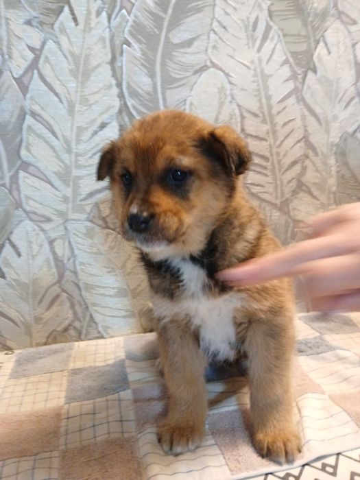 Отдам щенков в добрые руки