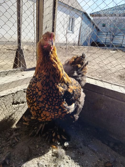 Кохинхин золотоцы