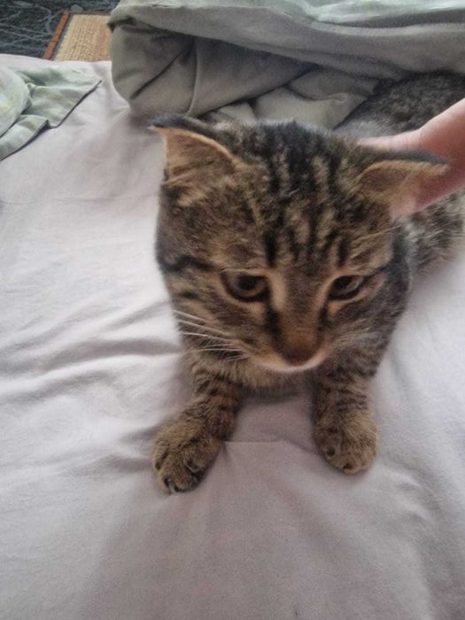 Котёнок, мальчик 4 месяца