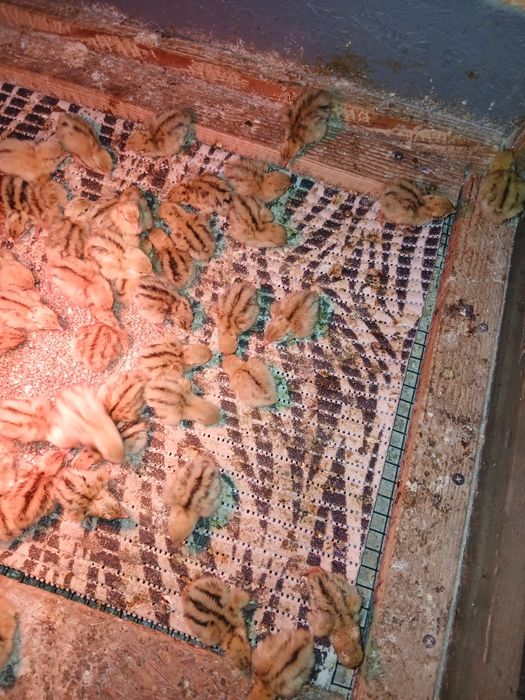 Pui prepelițe Jumbo Gold