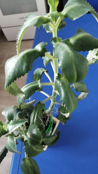 Продам Каланхоэ (Дегремона) лечебный