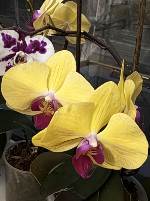 Орхидеи/комнатные цветы