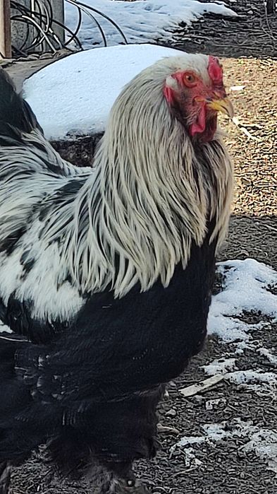 Продаю петушка брама темная