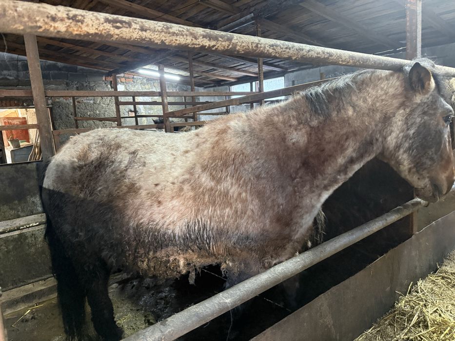 Лошадь с откорма