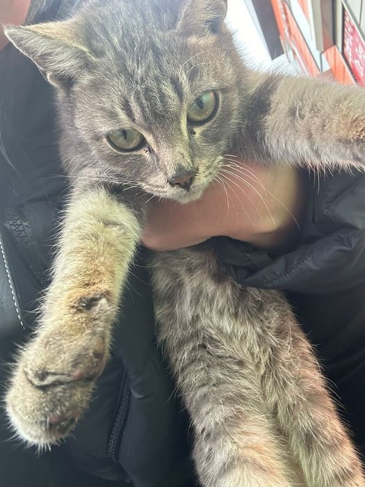 Котята в добрые руки срочно