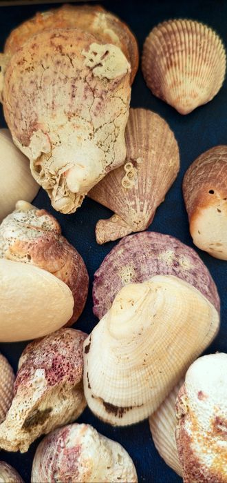 Ракушки и береговые палочки