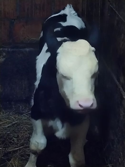 Vând vitei belga și baltat