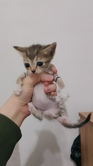 Срочно отдам котят