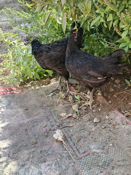 2 ta tovuq sotiladi biri ho'roz bo'lishi ham mumkin