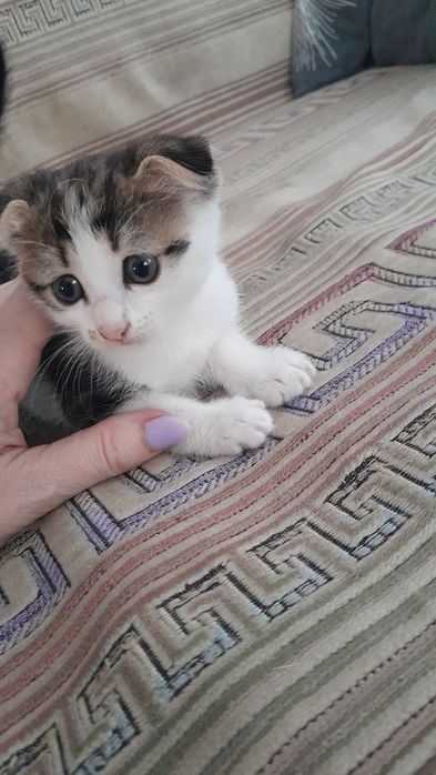 Отдам котенка вислоушку