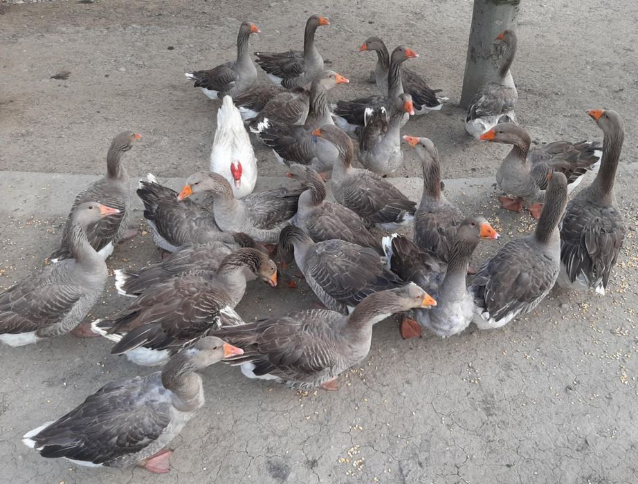 Продавам оплодени гъши яйца и гъсета