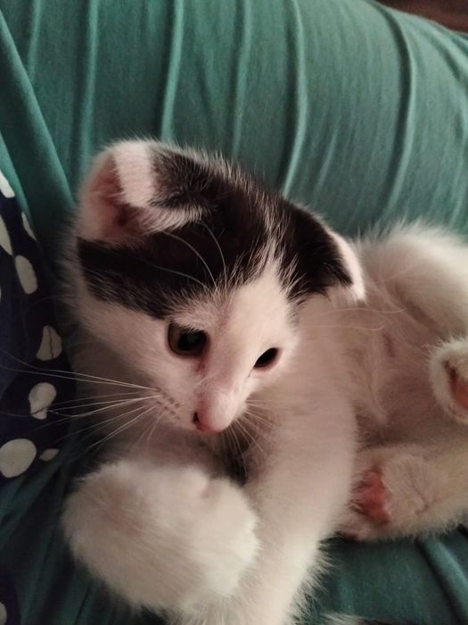 Котёнок вислоухий