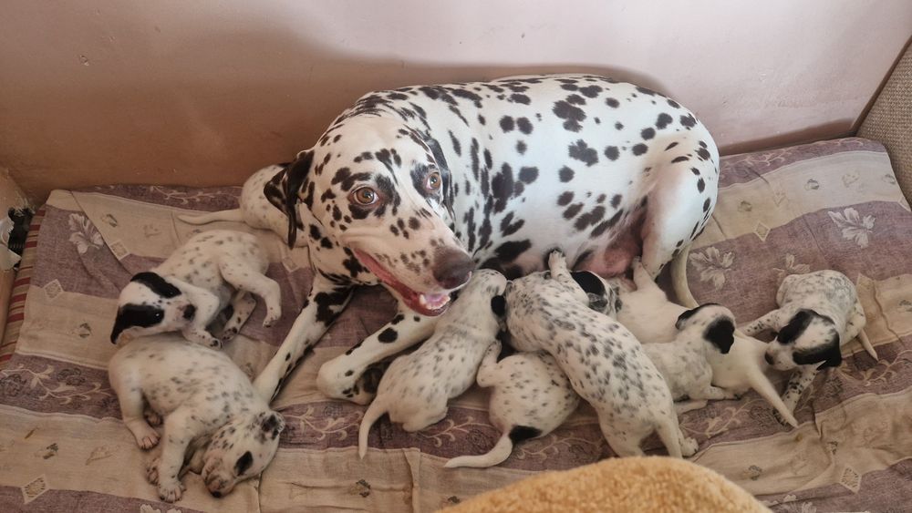 Продам щенков мама далматин