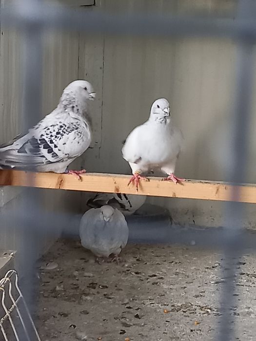 Vând porumbei standard sidefati