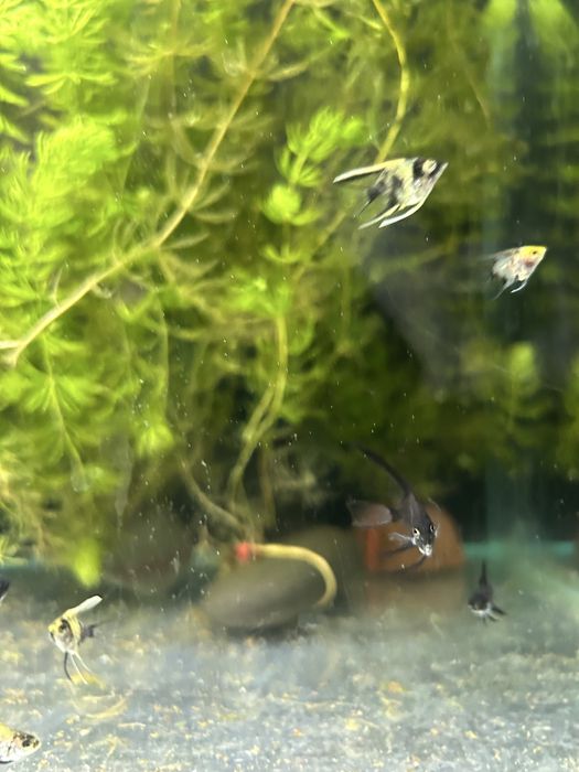 Продам мальков скалярии