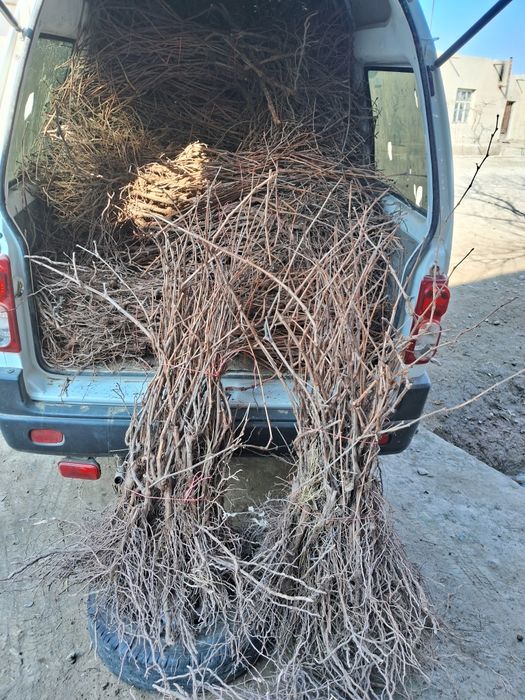 Barcha turdagi ko‘chatlar sotiladi 5000 dan 25000gacha