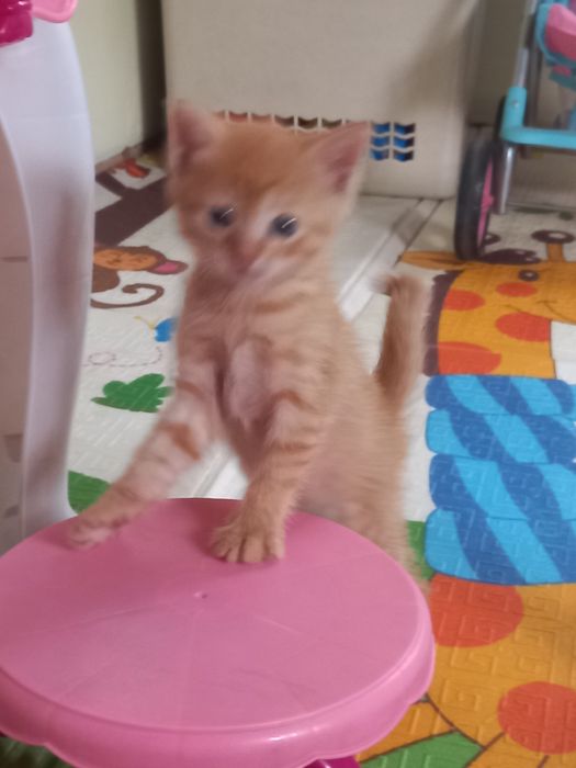 Отдам котят в добрые руки
